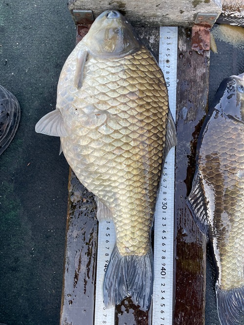 相模湖 天狗岩 へら 釣果